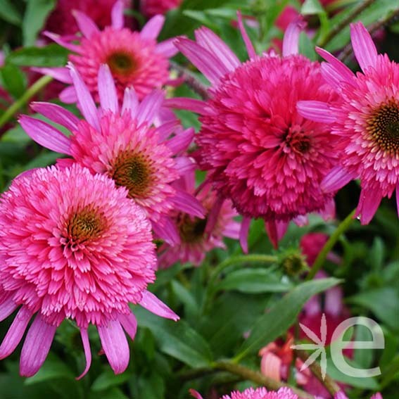 ECHINACEA purpurea...