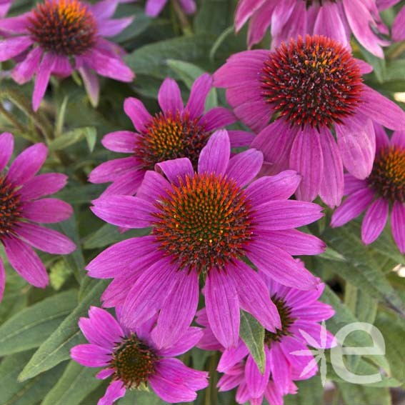 ECHINACEA powwow wild berry...