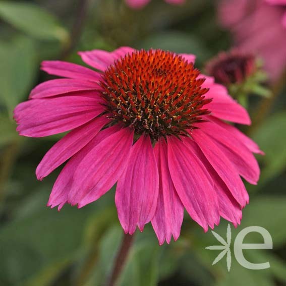 ECHINACEA purpurea Sombrero...