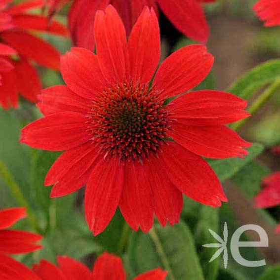 ECHINACEA purpurea Panama®...