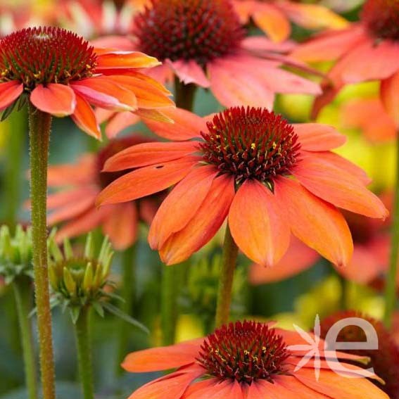 ECHINACEA purpurea Sombrero...