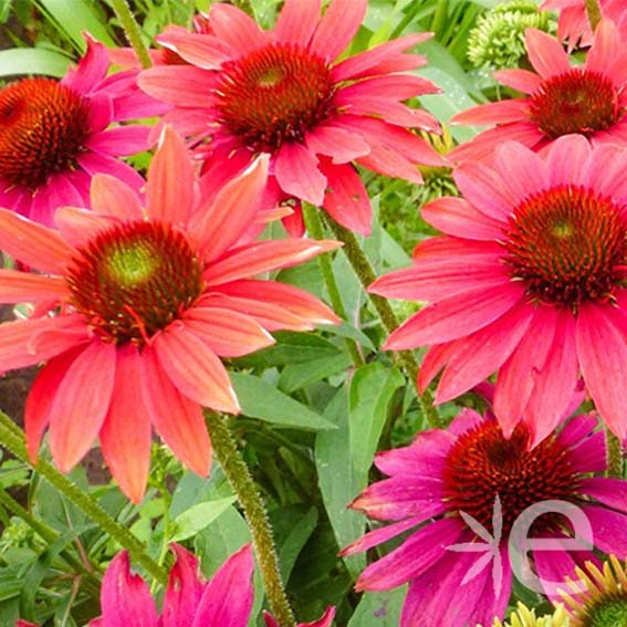 ECHINACEA purpurea Sombrero...