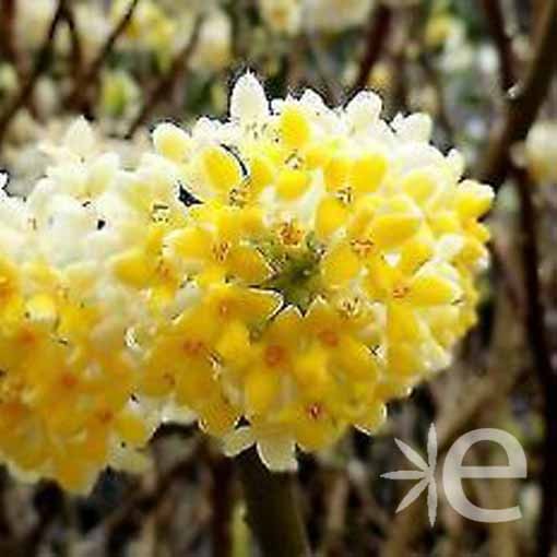 EDGEWORTHIA chrysantha  CTR 3L
