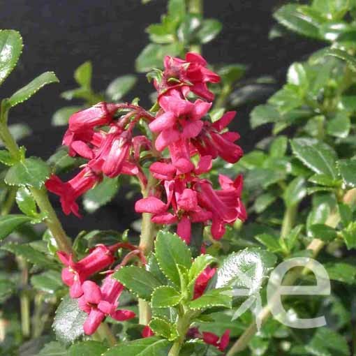 ESCALLONIA coccinea...