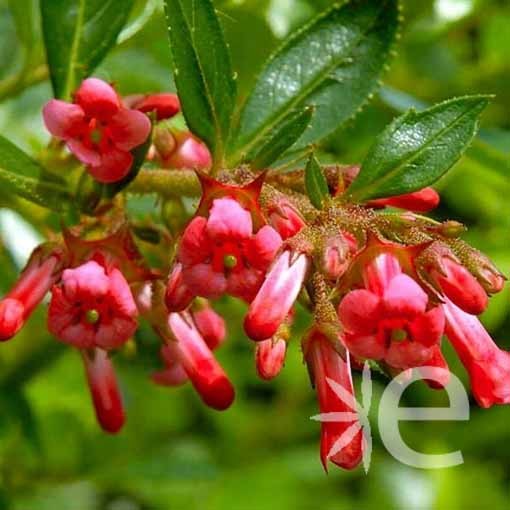 ESCALLONIA macrantha Rubra...