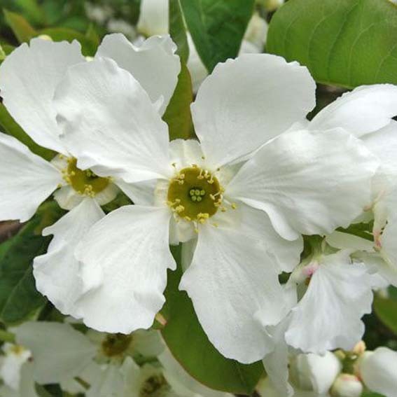 EXOCHORDA serratifolia Snow...