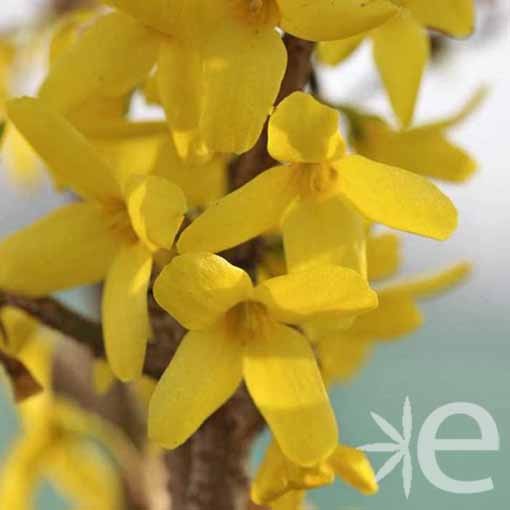 FORSYTHIA x intermedia...