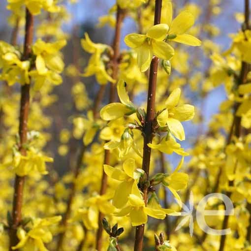 FORSYTHIA x intermedia...