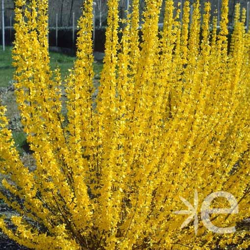 FORSYTHIA x intermedia...