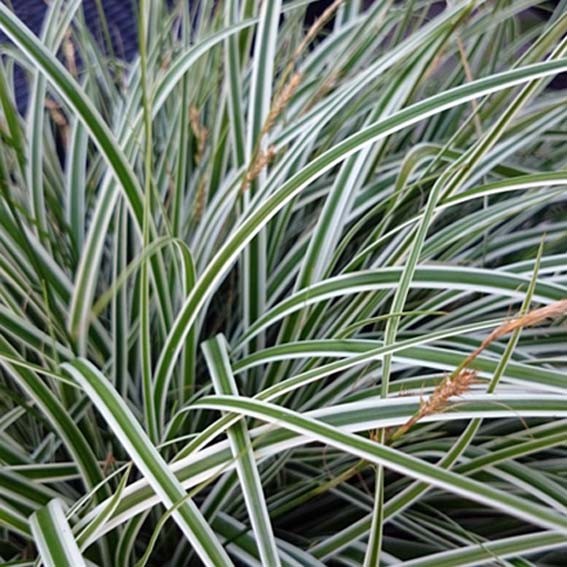 Carex oshimensis Everest ®...