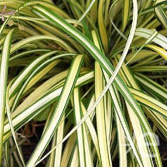 Carex oshimensis Evergold...