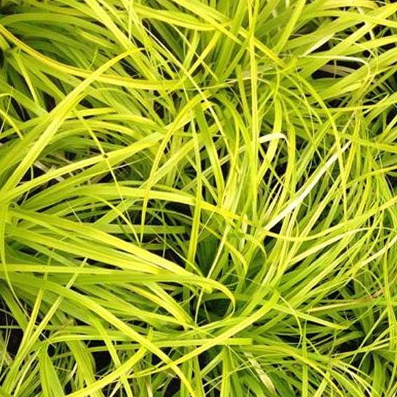 Carex oshimensis Everillo ®...