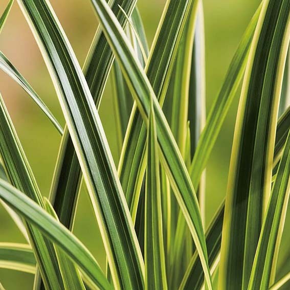 Carex morrowii Vanilla Ice...