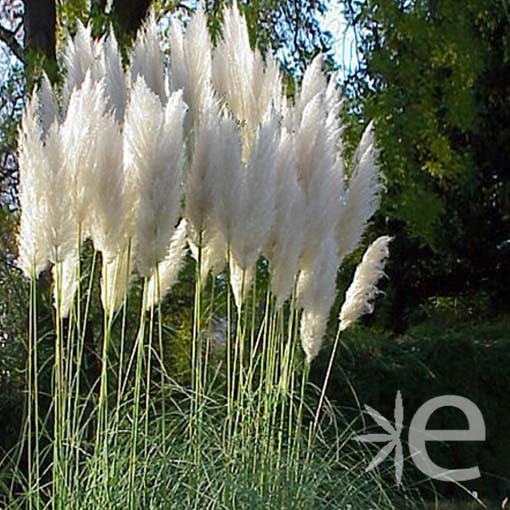 GRAMINEE cortaderia...