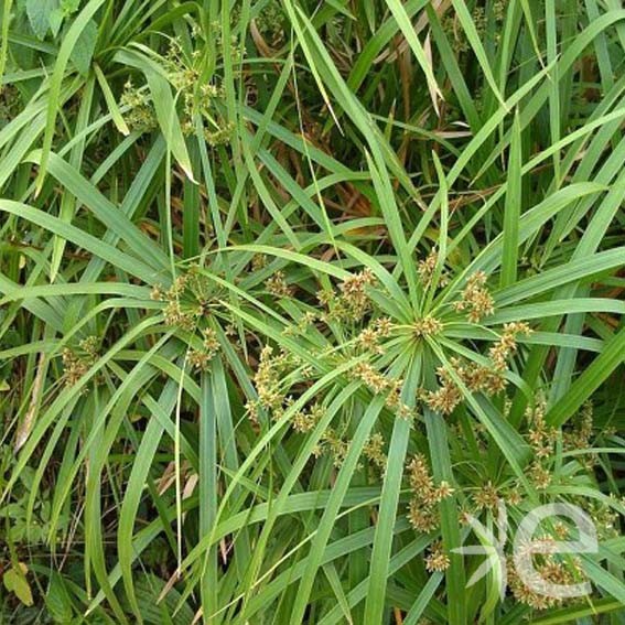 GRAMINEE cyperus papyrus...