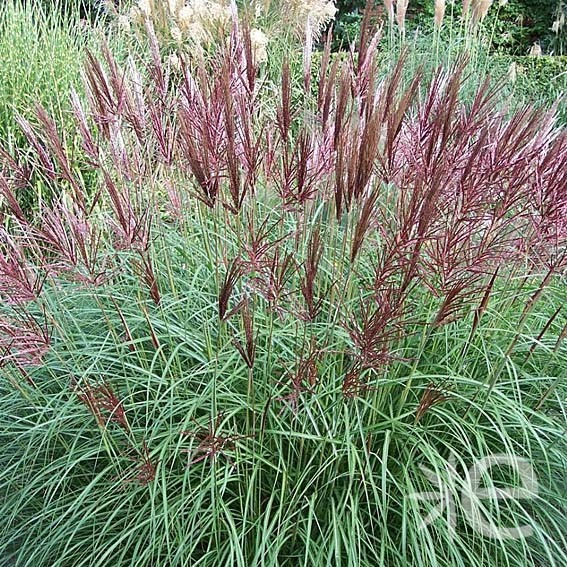 Miscanthus sinensis Ferner...