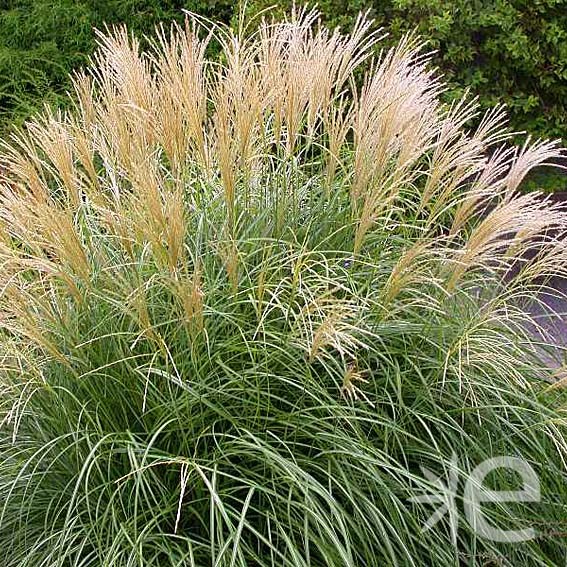 Miscanthus sinensis Adagio...