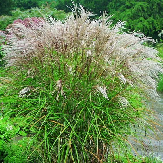 Miscanthus sinensis Kleine...