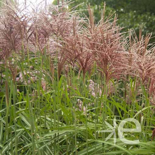 Miscanthus sinensis...