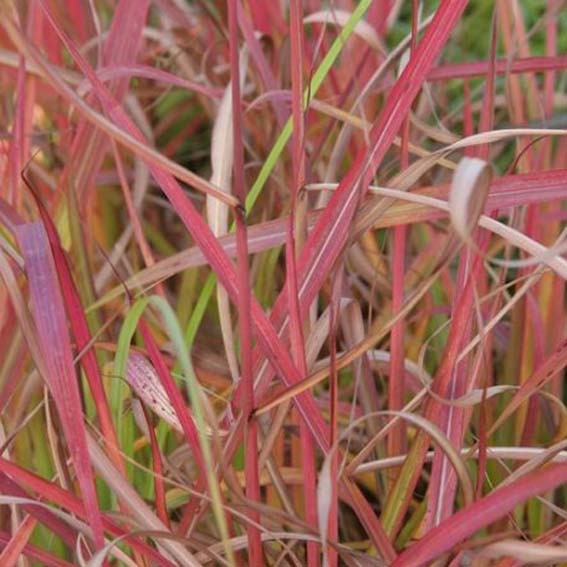 Miscanthus sinensis...