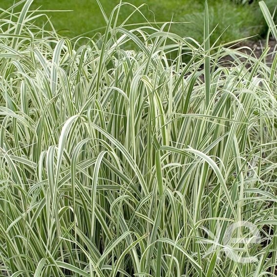 Miscanthus sinensis...