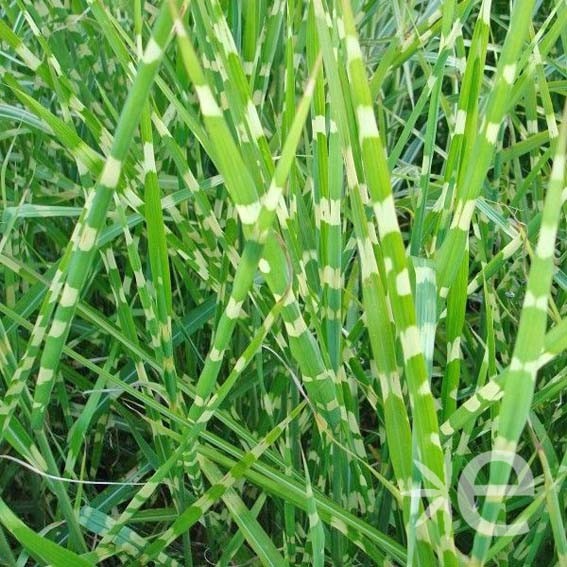 Miscanthus sinensis...