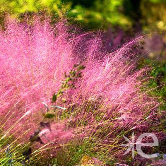 GRAMINEE mulhenbergia Pink...