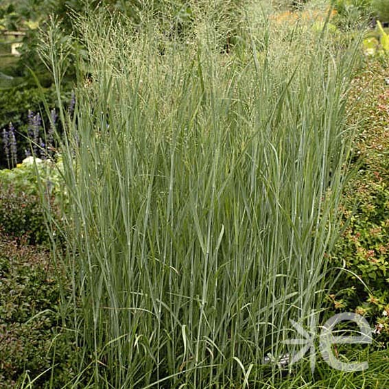 GRAMINEE panicum Heavy...