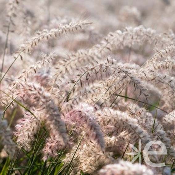 PENNISETUM alopecuroides JS...