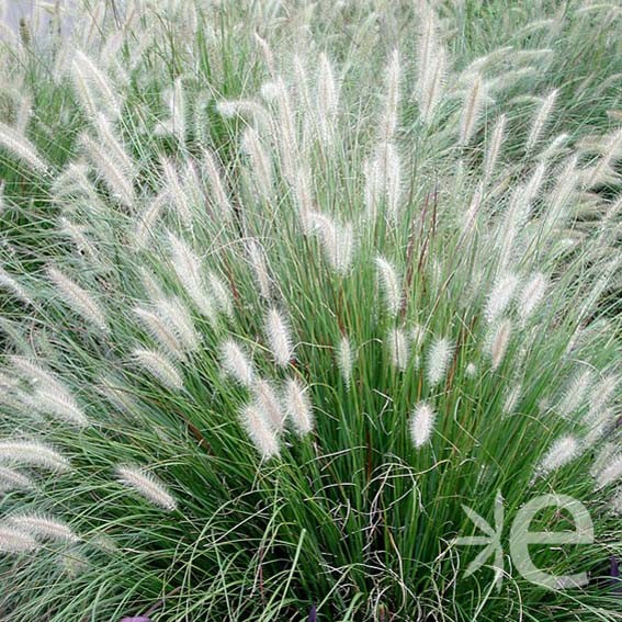 PENNISETUM alopecuroides...