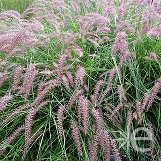 PENNISETUM orientale...