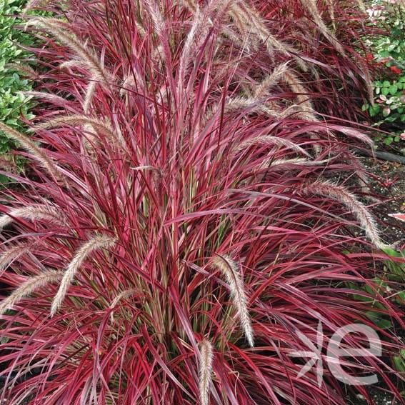 PENNISETUM rubrum Fireworks...