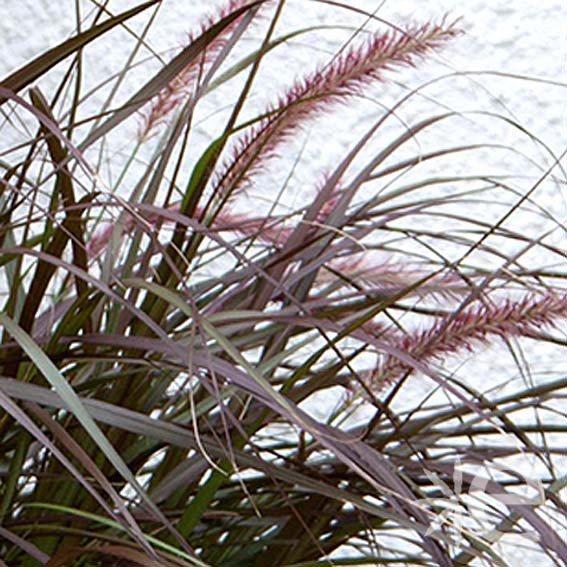 PENNISETUM Chelsea ® CTR 3L