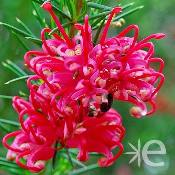 GREVILLEA juniperina  CTR 3L