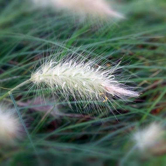 PENNISETUM villosum Cream...