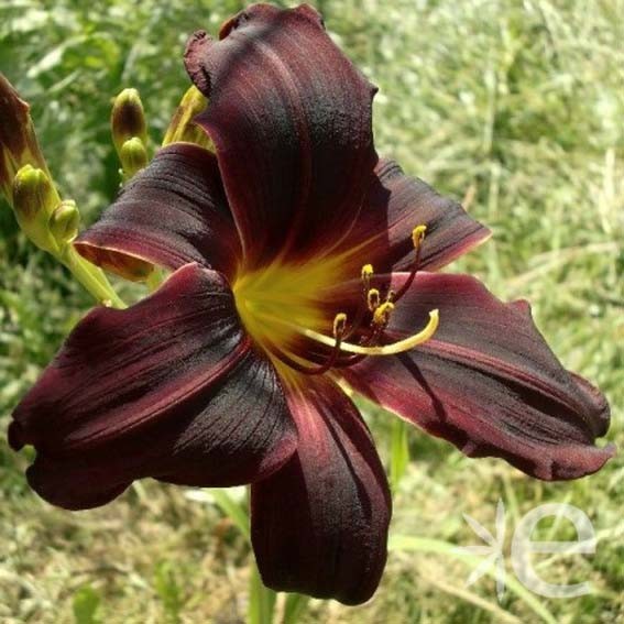 HEMEROCALLIS  Black...