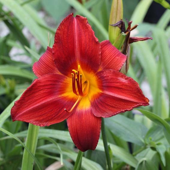 HEMEROCALLIS stella red...