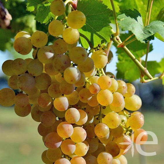 VIGNE DE TABLE  Muscat...