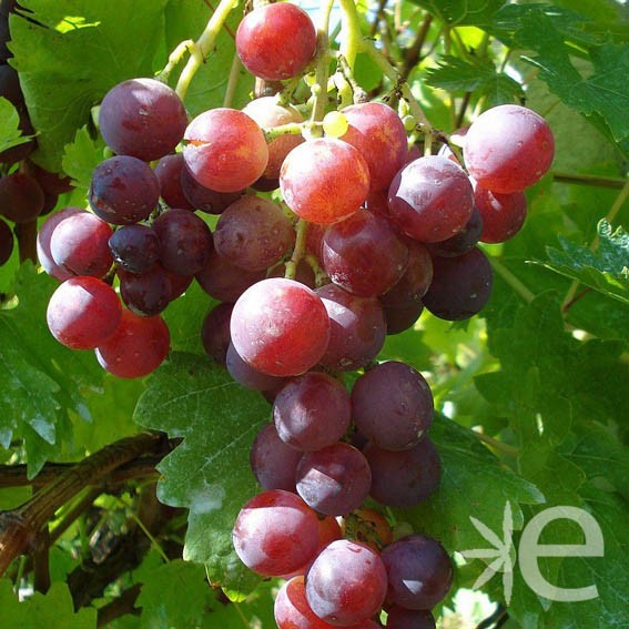 VIGNE DE TABLE  Cardinal...