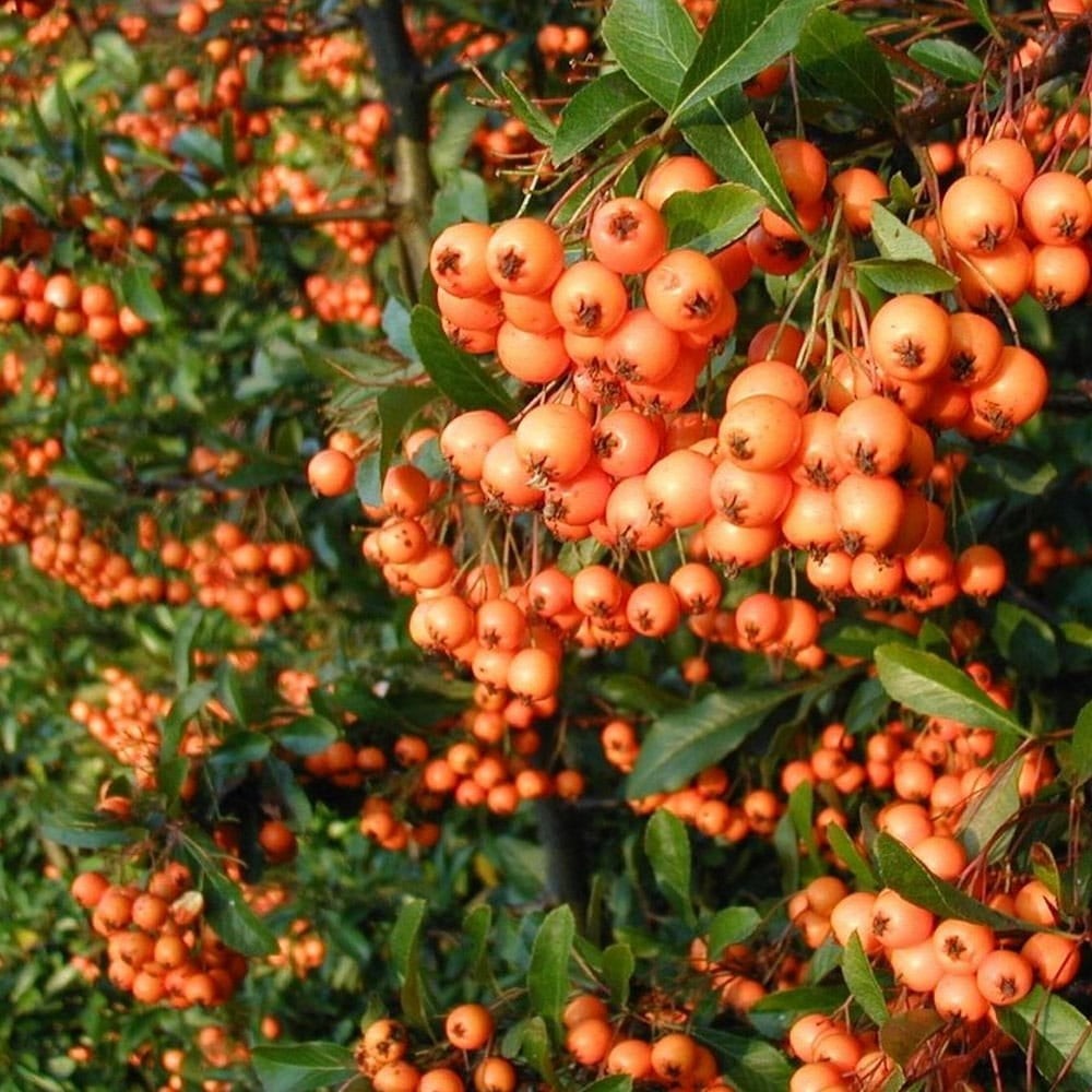 PYRACANTHA  Orange Glow CTR 3L