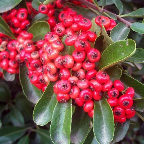 PYRACANTHA coccinea Red...