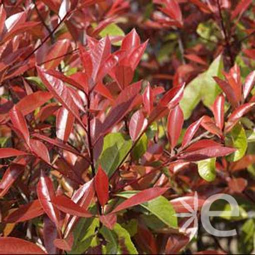 PHOTINIA x fraseri Red...