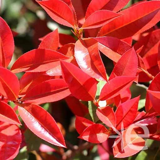 PHOTINIA x fraseri Red...