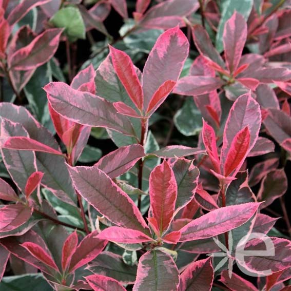 PHOTINIA x fraseri Pink...