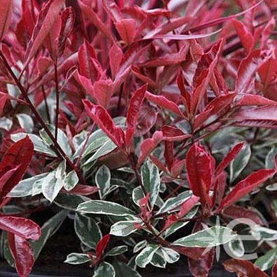 PHOTINIA x fraseri Louise...