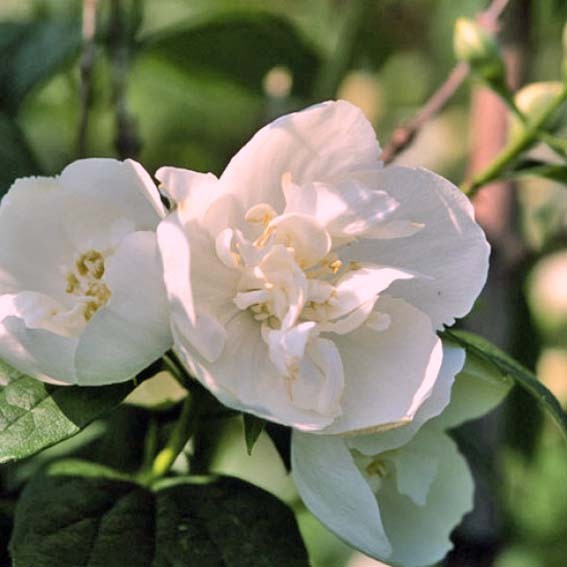 PHILADELPHUS  Virginal CTR 3L