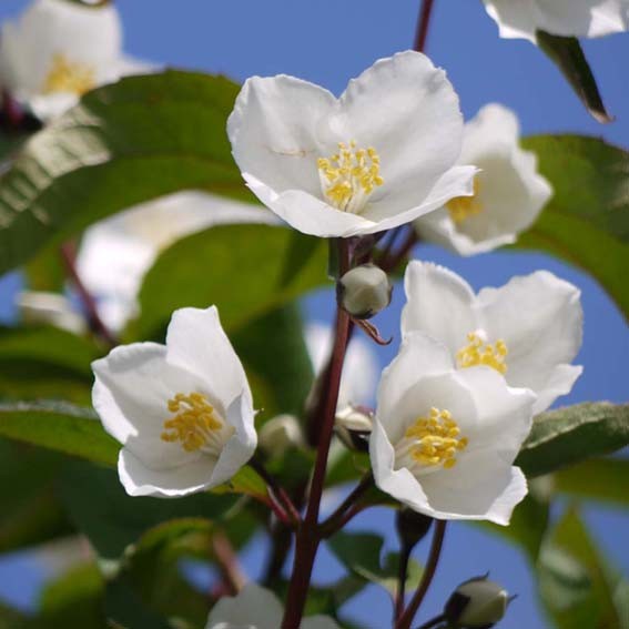 PHILADELPHUS  x Starbright...