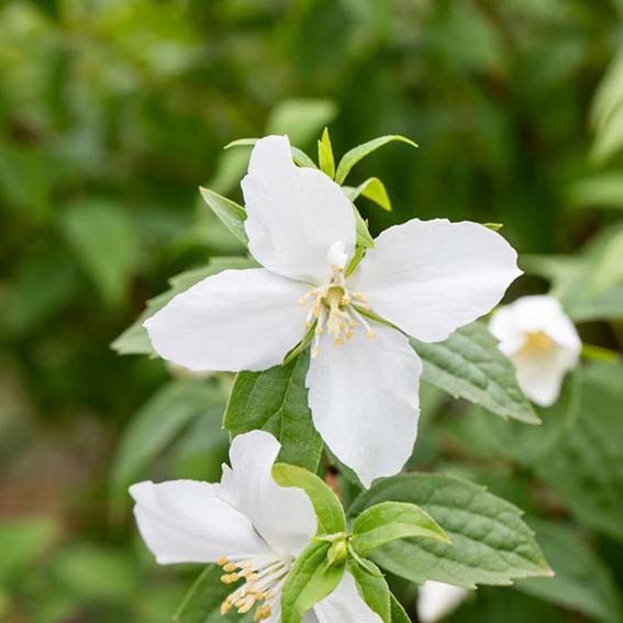 PHILADELPHUS silberregen...