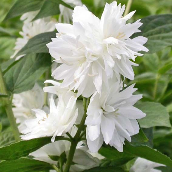 PHILADELPHUS minnesota...