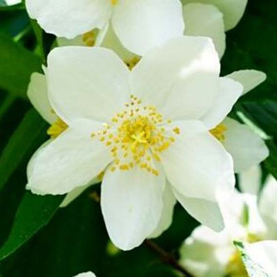 PHILADELPHUS coronarius...